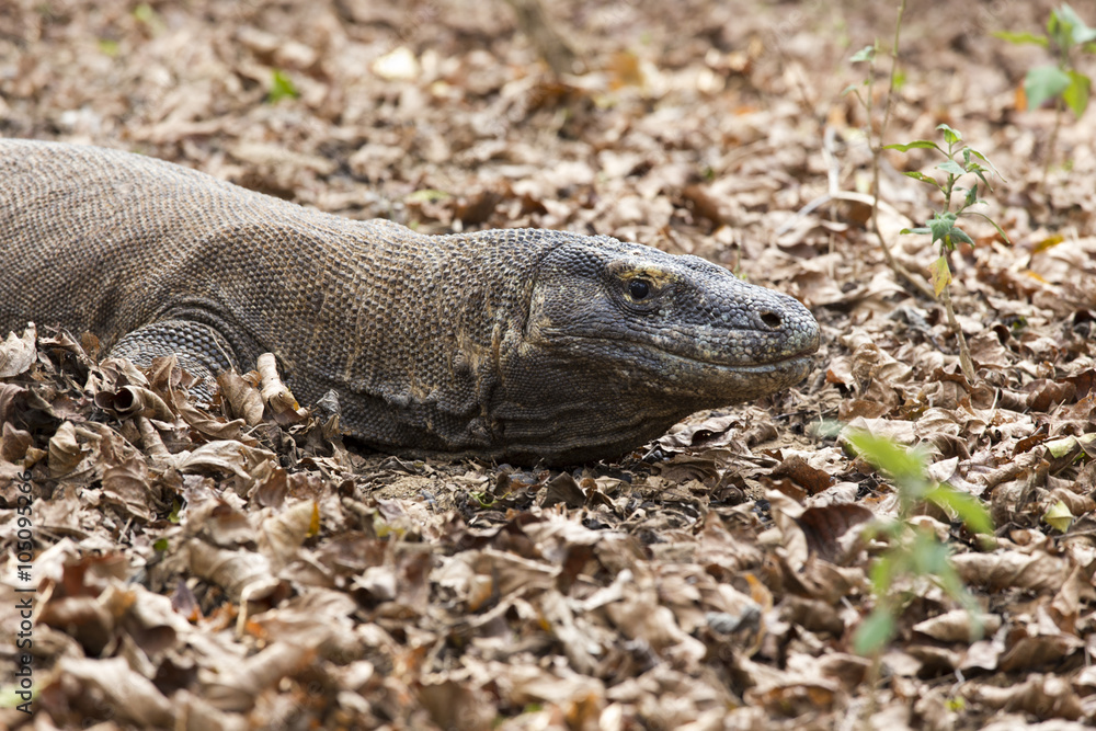Fototapeta premium Komodo Dragon, the largest lizard in the world