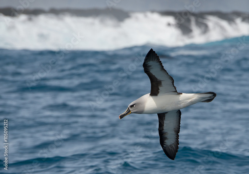 Grey headed albatross flying above blue ocean, with white waves in background, South Georgia Island, Antarctica photo