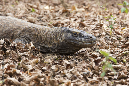 Komodo Dragon  the largest lizard in the world