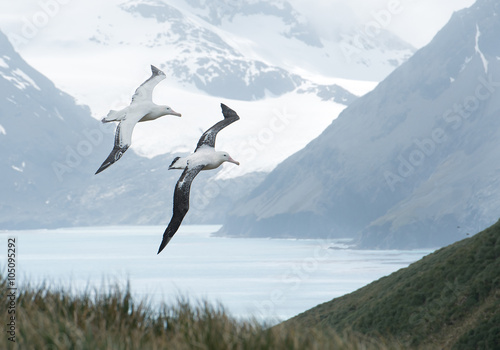 Pair of wandering albatrosses flying above grassy hill,  with snowy mountains and light blue ocean in the background, South Georgia Island, Antarctica photo