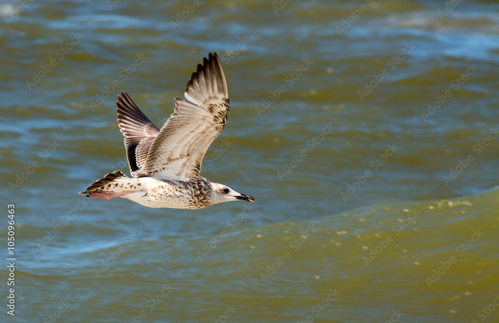 Fototapeta premium Seagull over the sea