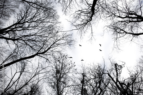 dark silhouette of trees