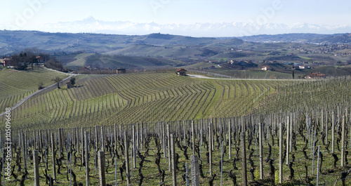 Vineyards of the Langhe hills  Italy