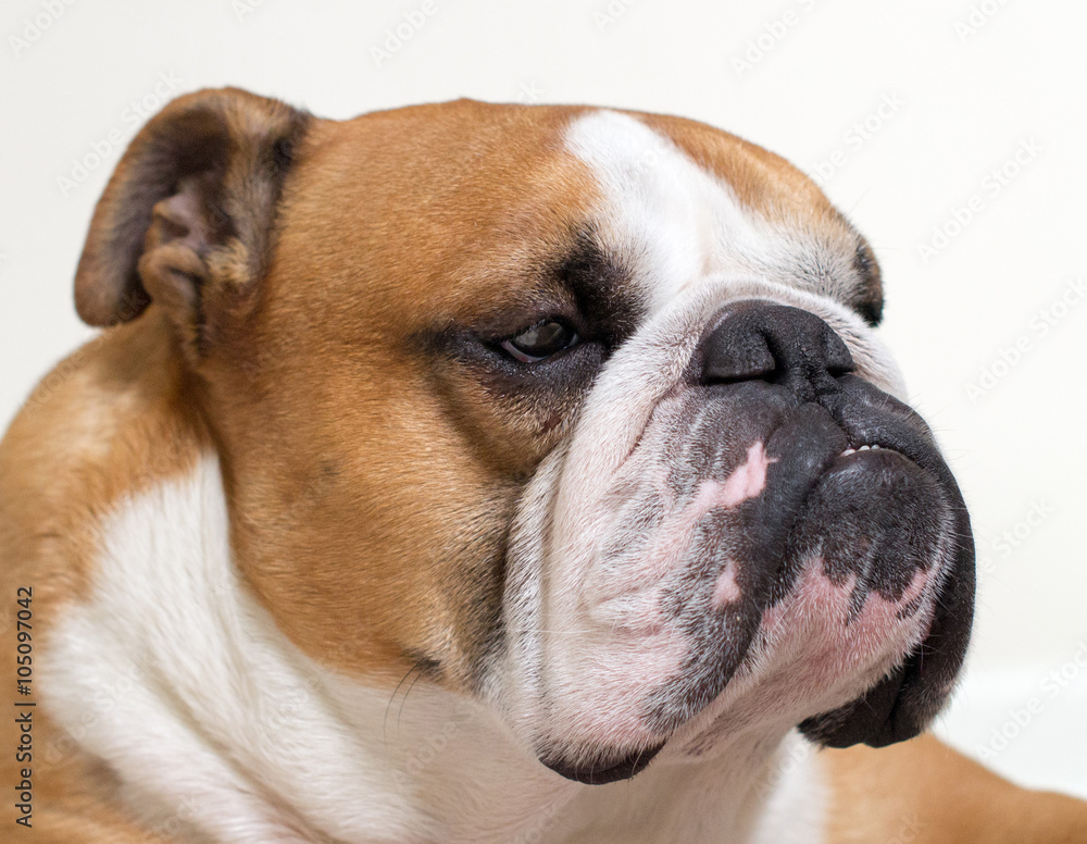 Fototapeta premium Calm and serious English bulldog close-up