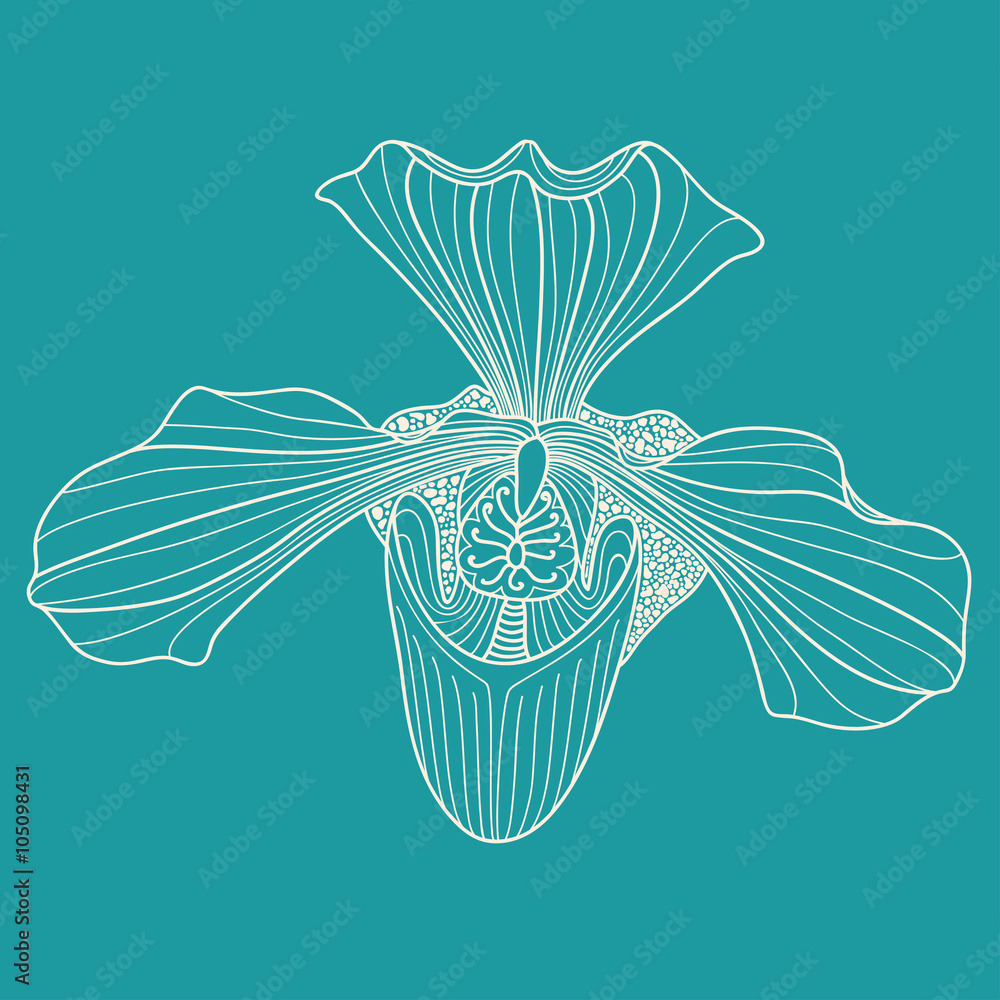 Exotic orchid drawing