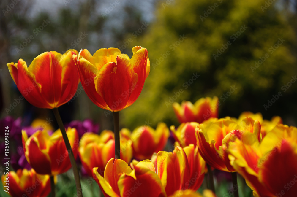 The beautiful blooming tulips in garden The beautiful blooming tulips in garden