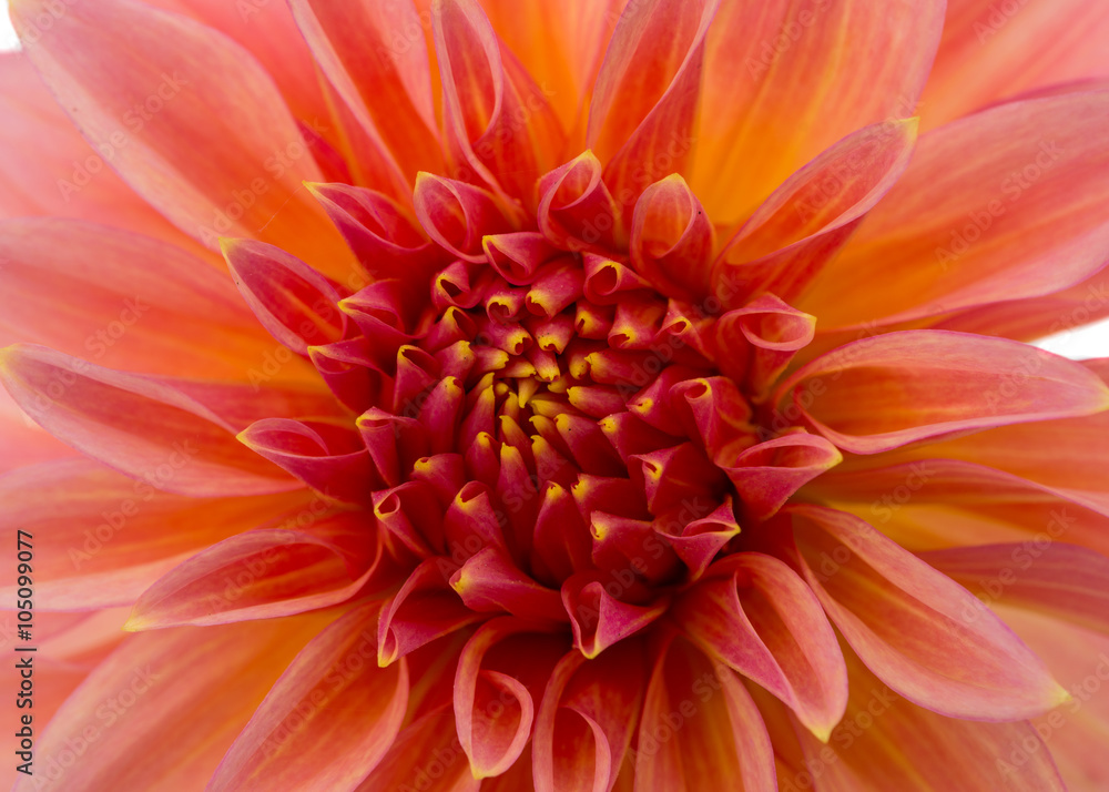Fototapeta premium beautiful dahlia isolated close-up