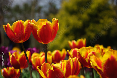 The beautiful blooming tulips in garden 