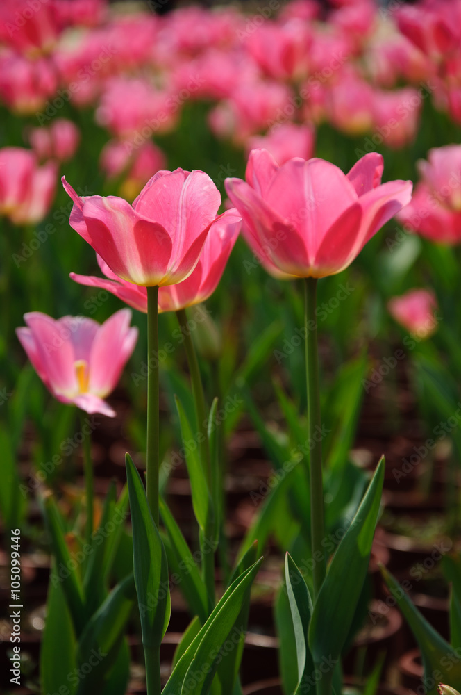Fototapeta premium The beautiful blooming tulips in garden