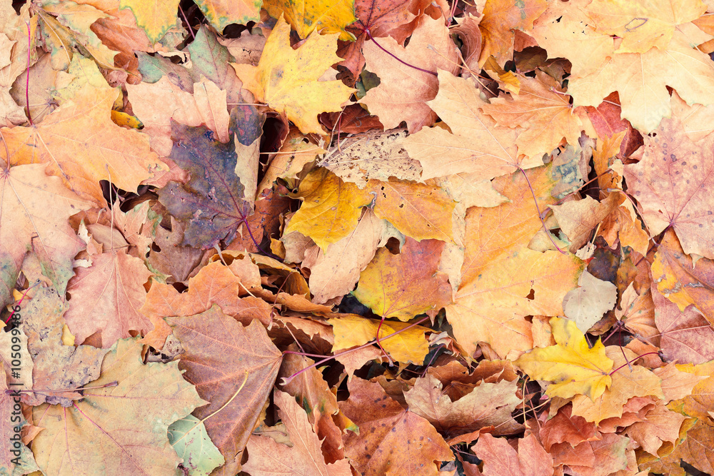 Background of old red autumn yellow foliage Background of old red autumn yellow foliage