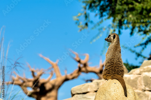 alert meerkat sitting on rock photo