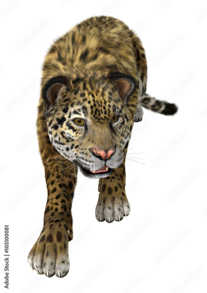 Fototapeta premium Big Cat Jaguar on White