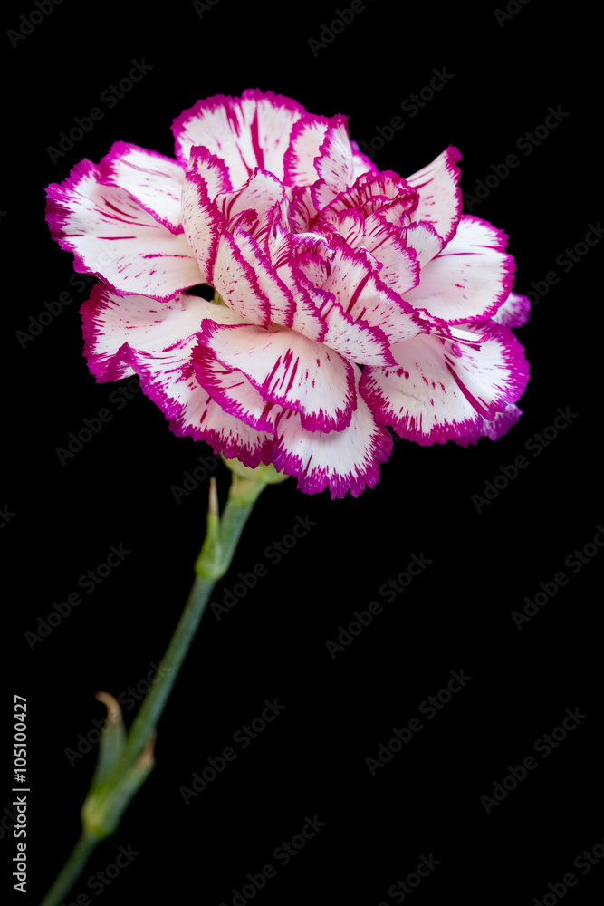 White and pink carnation on black White and pink carnation on black