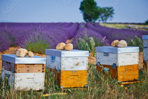 Fototapeta Naklejka Na Ścianę i Meble -  Bee hives on lavender fields