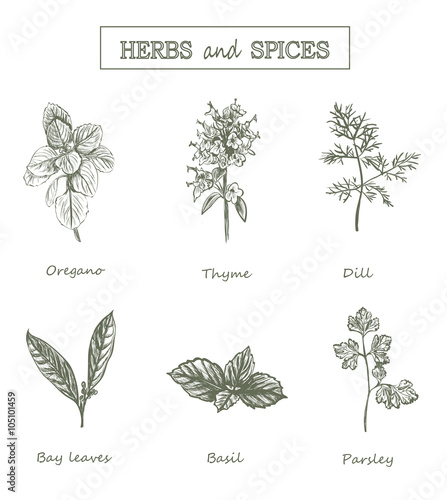 Herbs and spices set. Medicinal herbs. Organic healing herbs. Ve