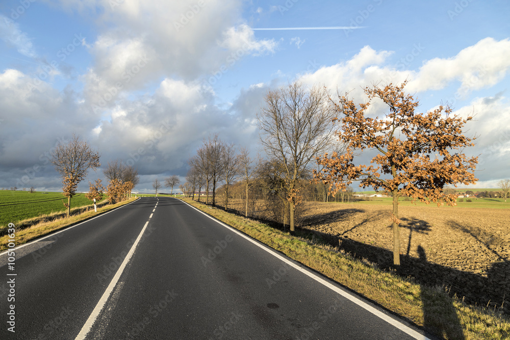 Fototapeta premium street with trees in rural landscape