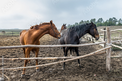 Fotografie Horses are trained in the aviary. Ukraine.