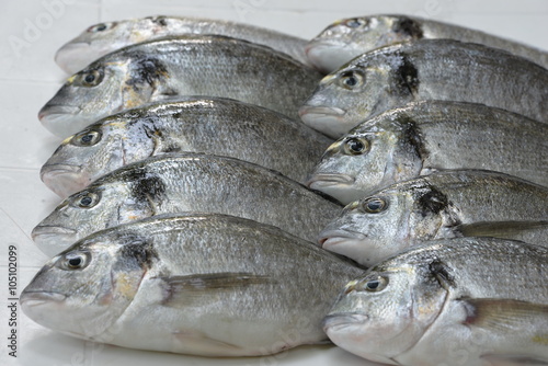 Obraz na plátně sea bream 4