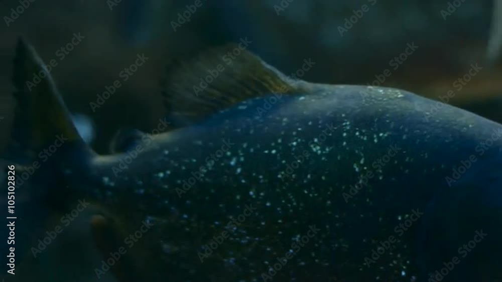 Piranha Swims in the Aquarium Piranha Swims in the Aquarium