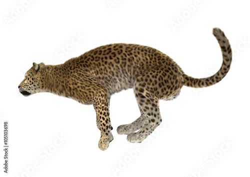 Fototapeta Naklejka Na Ścianę i Meble -  Big Cat Leopard on White