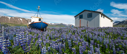 Fototapeta Naklejka Na Ścianę i Meble -  Pingeyri town, Westfjords, Iceland