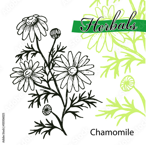 Hand drawn chamomile illustration. Vintage background with chamomile flowers sketch isolated on white.