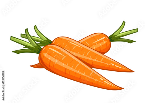 Carrot vector illustration eps10 isolated white background