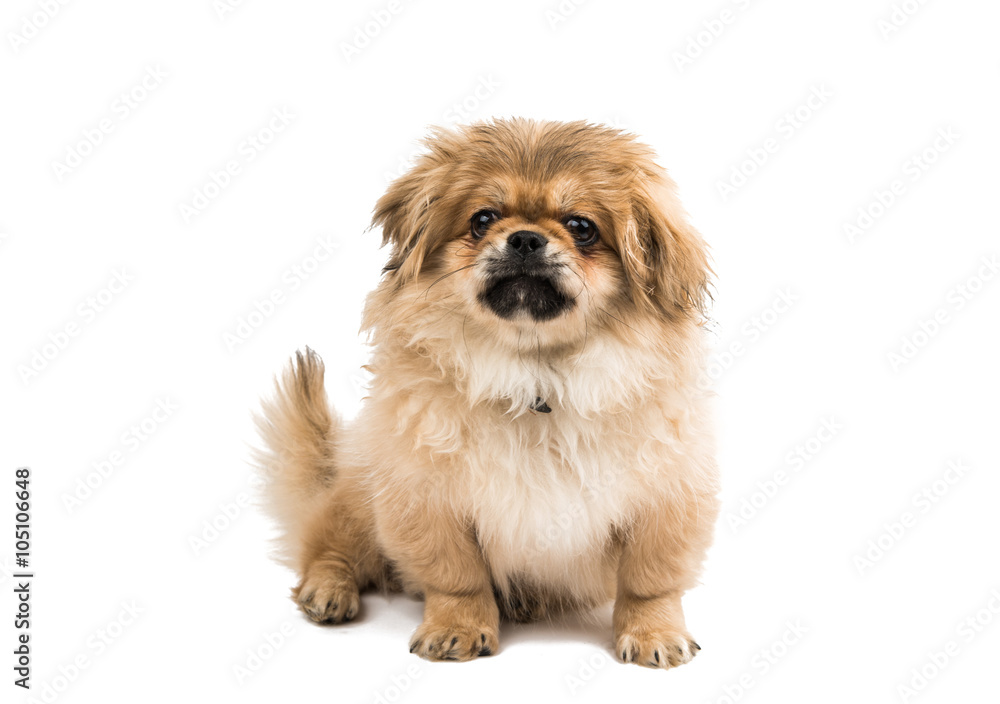 Fototapeta premium Pekingese on white background