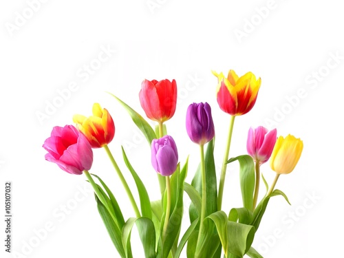 Tulip. Beautiful bouquet of tulips. Colorful tulips.