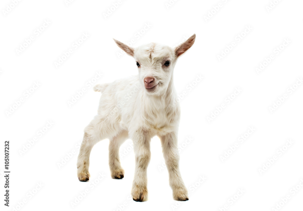 small white goat