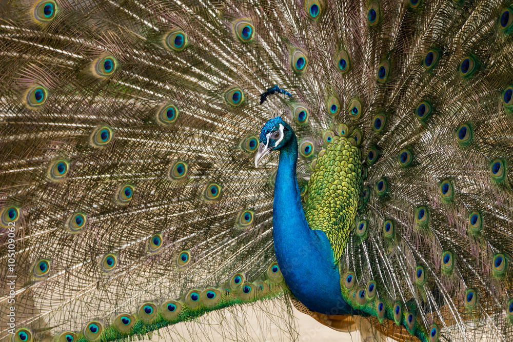 Fototapeta premium green beautiful peacock.