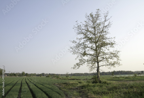 Trees with vegetable garden On background sky