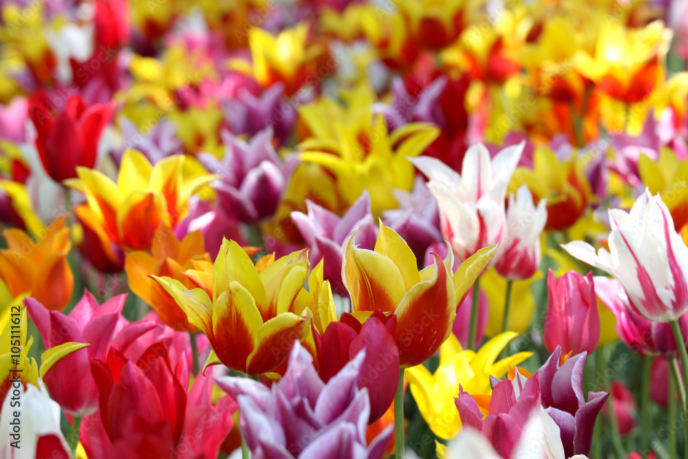 Bed of many colorful tulip flowers in the garden