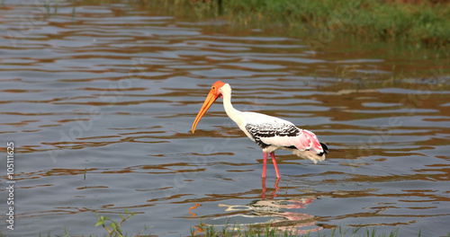 Painted stork bird in Kolleru lake,India photo