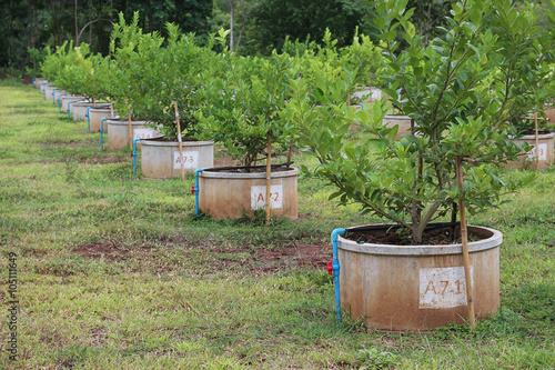 This picture is demonstrate the method of lemon farming in cement container © jkpfoto
