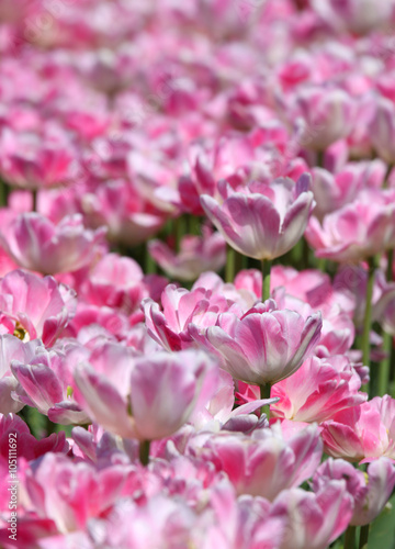 Bed of pink tulip flowers in the garden