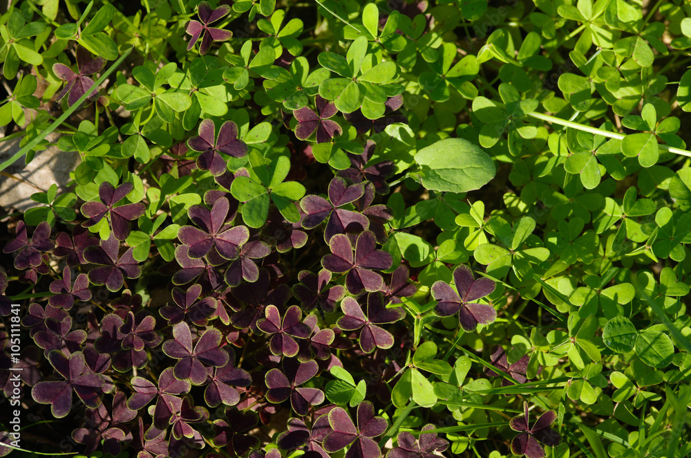 Two coloured, green and purple, wild clovers Two coloured, green and purple, wild clovers