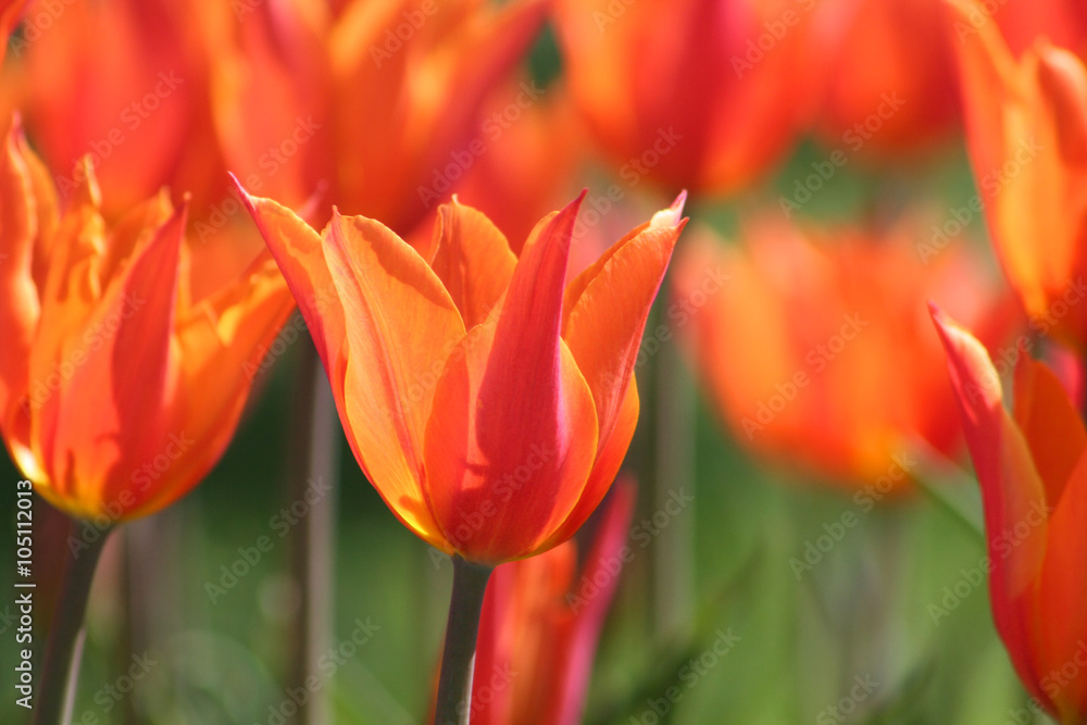 Orange tulip flowers in the garden Orange tulip flowers in the garden