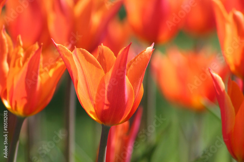 Orange tulip flowers in the garden