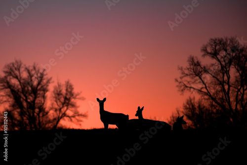 Deer silhouetted against sunset