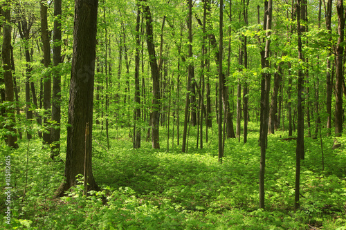 Lush green maple trees in forest in spring time