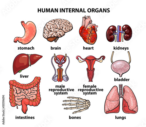 The internal organs of man, set