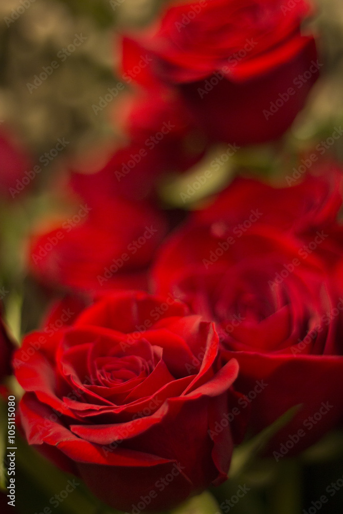 Bunch of red roses bouquet of flowers Bunch of red roses bouquet of flowers