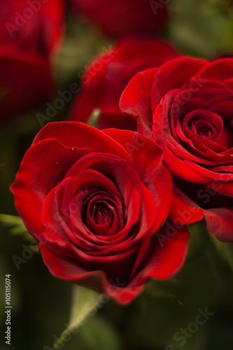 Bunch of red roses bouquet of flowers