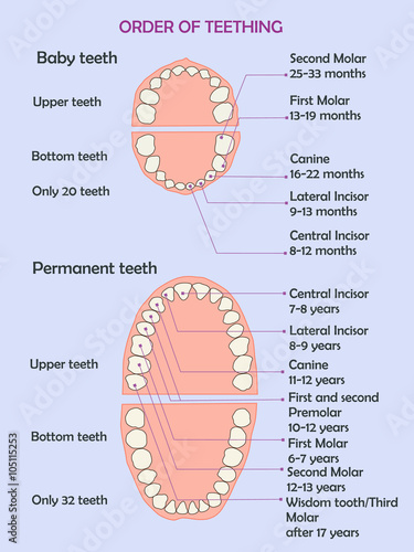 Order of teething