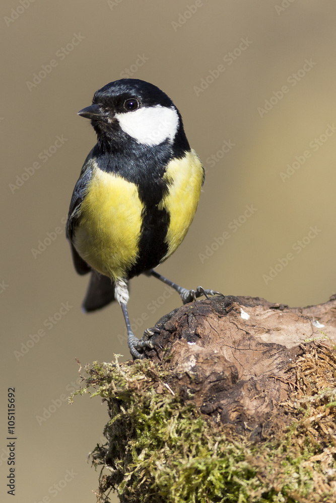 Obraz premium Carbonero