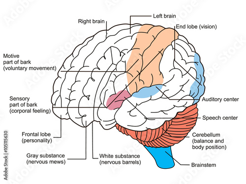 Brain sections diagram