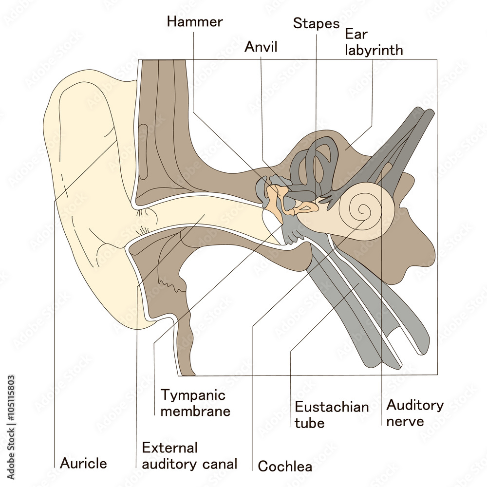 Ear anatomy diagram Stock Vector | Adobe Stock