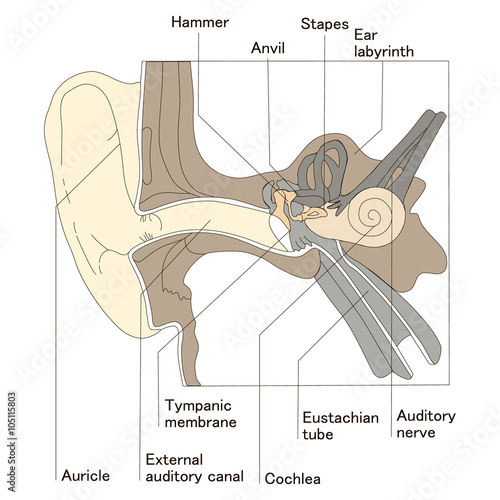 Ear anatomy diagram