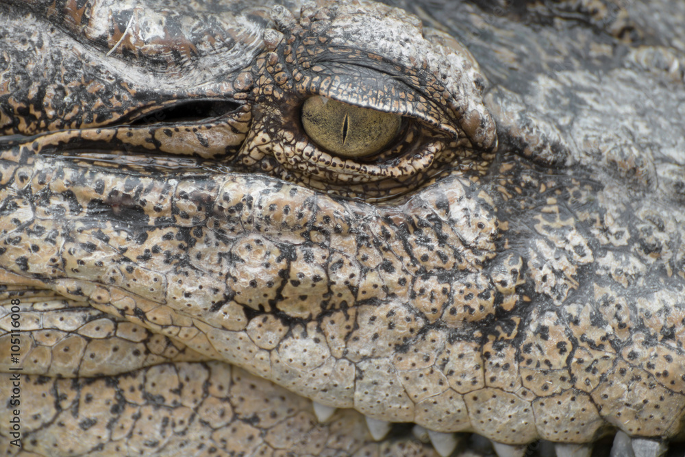 Obraz premium close-up eye of a crocodile.